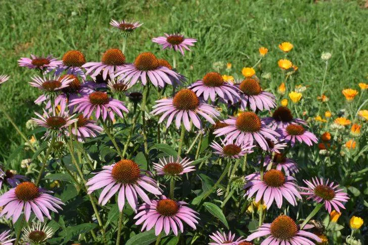 Purple Coneflower Ground Cover Plants to Grow in Michigan