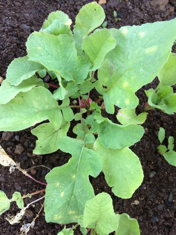 Radishes Companion Plants for Cantaloupe