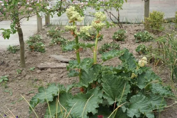 Rhubarb Flower Why Is My Rhubarb So Small