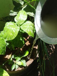 Rice Water For Plants