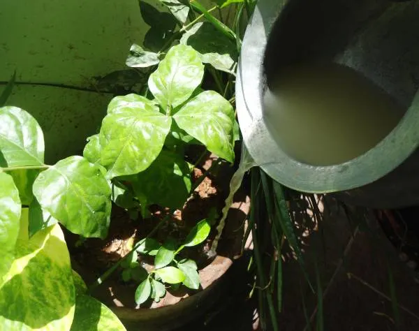 Rice Water For Plants