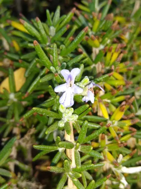 Rosemary Companion Plant Beans