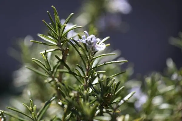 Rosemary - What Plants Don't Like Coffee Grounds