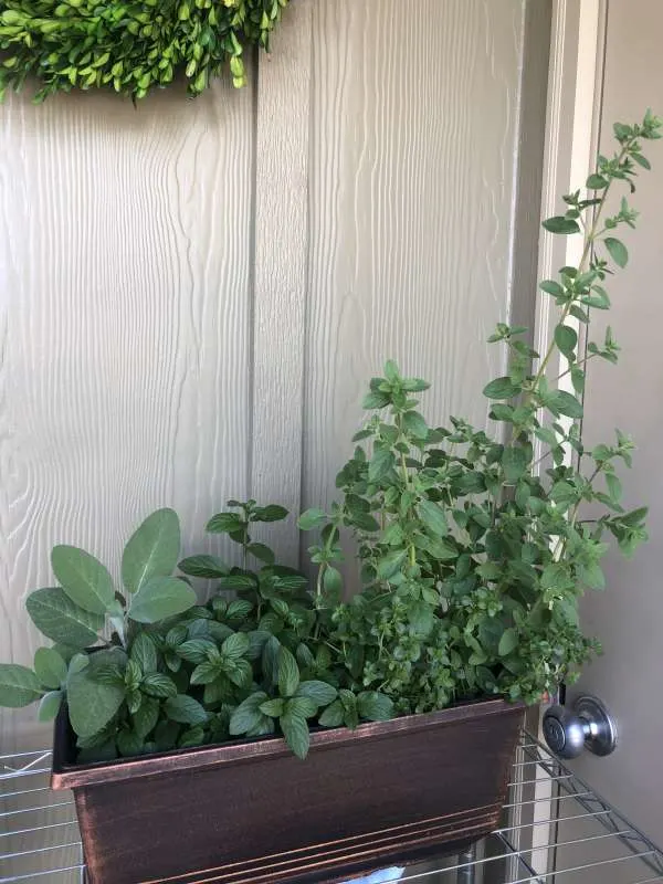 Sage Best Oregano Companion Plants