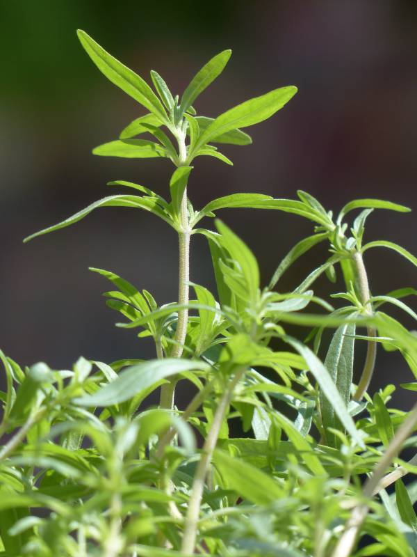 Savory Companion plants for peas