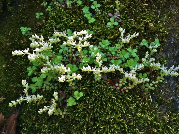 Sedum ternatum Three leaved Stonecrop Ground Cover Plants to Grow in Michigan