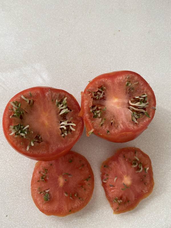 Seed Germination Process Tomato Plant Growth Stages