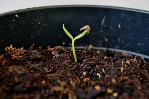 Seed Germination Watermelon Growing Stages 1