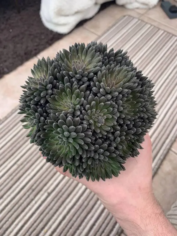 Sinocrassula yunnanensis Black Plants Indoor