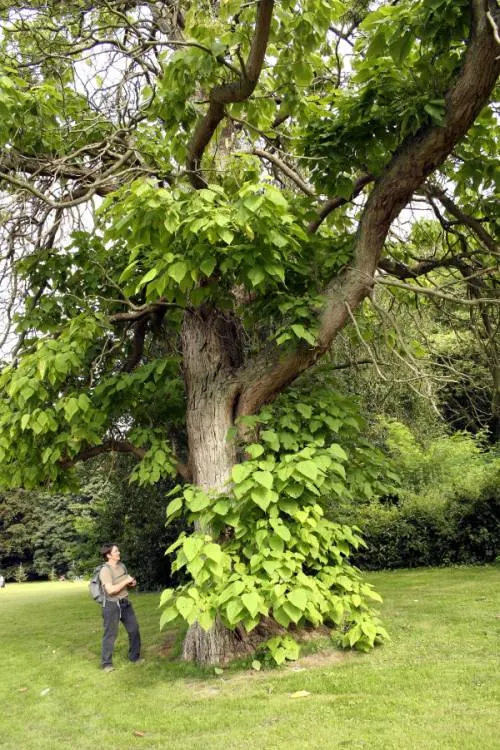 Southern Catalpa Tree Tree With Heart Shaped Leaves