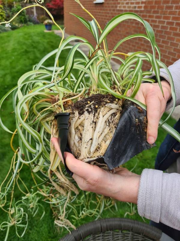 Spider plant needs repotting—how to save a dying spider plant