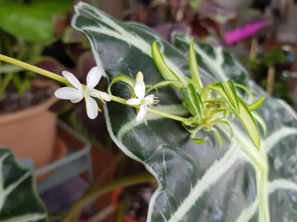 Spider plant produces white flowers Types of Spider Plants