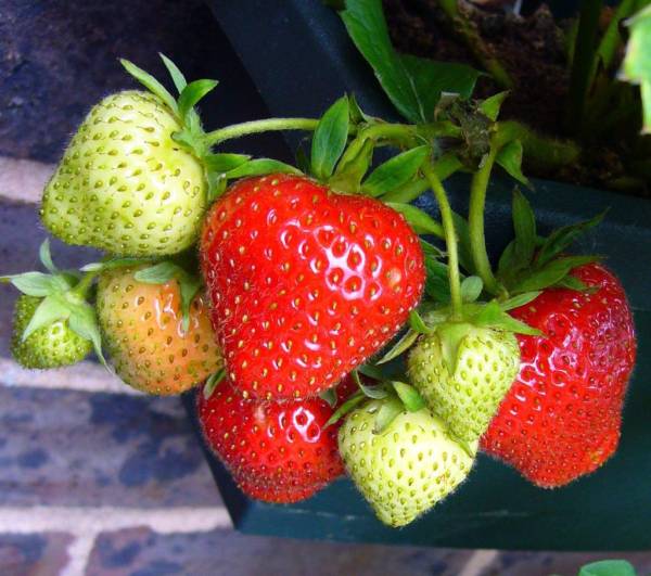 Strawberries. Growing strawberries in gutters