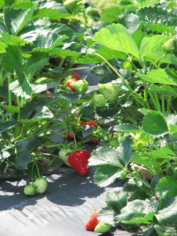 Strawberry Best Oregano Companion Plants