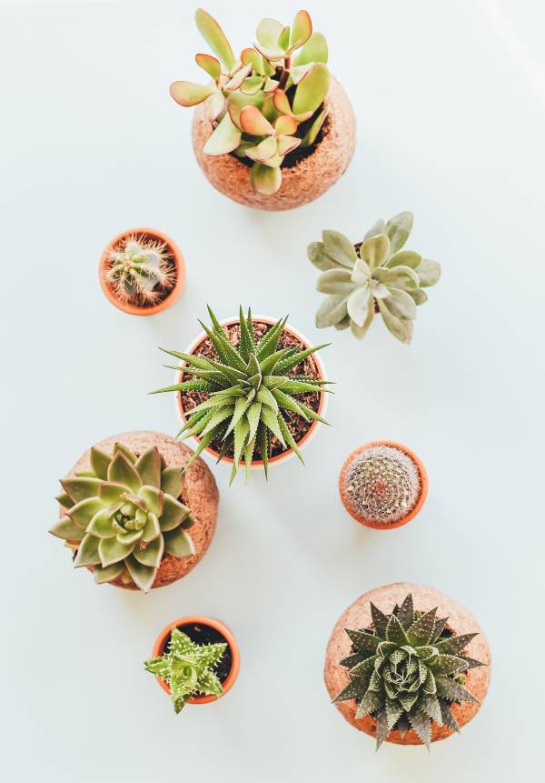 Succulents and Cacti - What Plants Don't Like Coffee Grounds
