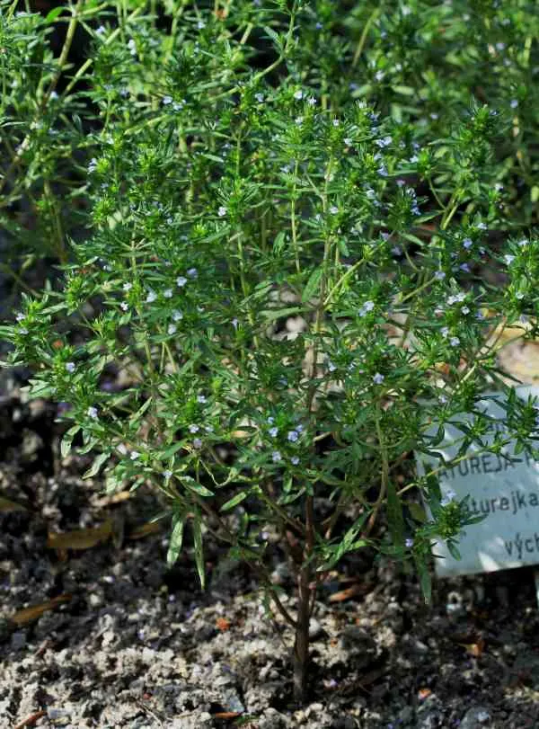 Summer Savory Companion Plant Beans