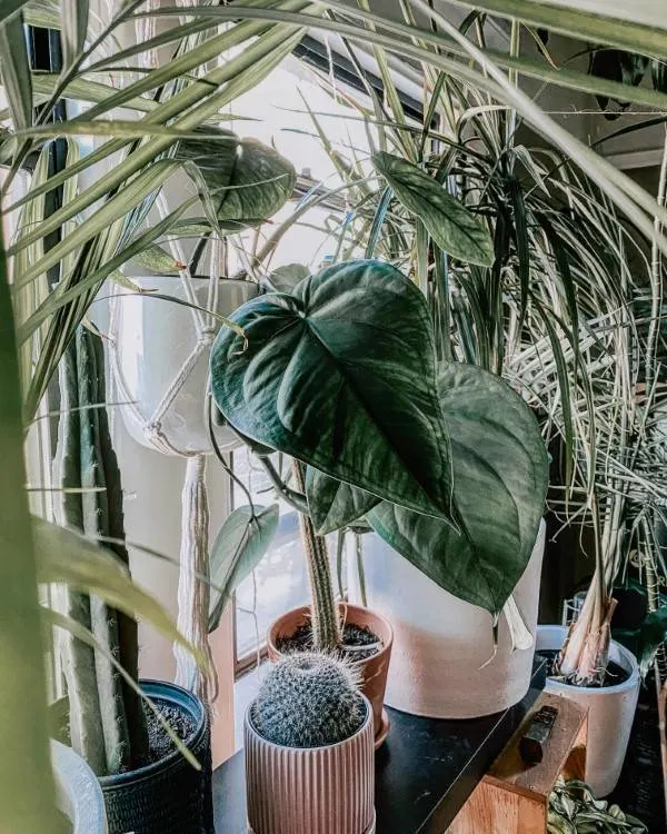 Syngonium Chiapense