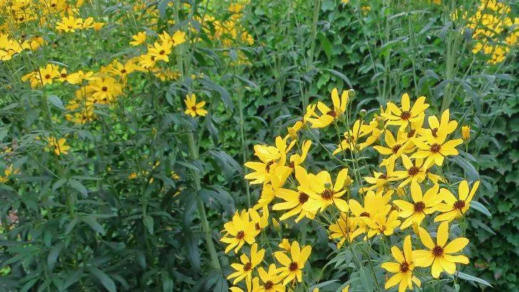 Tall Coreopsis Ground Cover Plants to Grow in Michigan