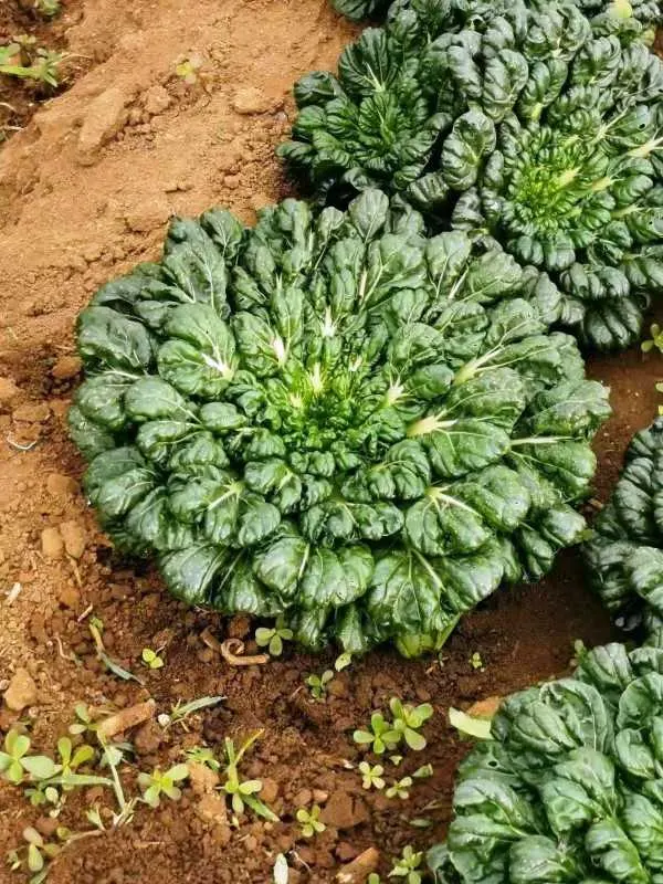 Tatsoi Vegetables that start with T