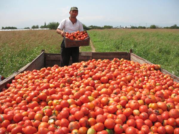 Tomato Harvesting Tomato Plant Growth Stages