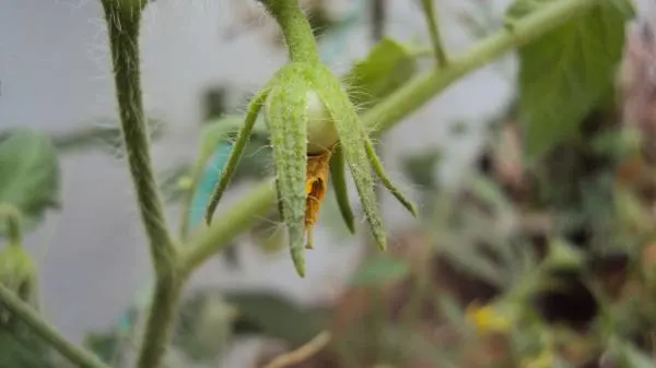 Tomato fruit during development from flower to fruit Tomato Plant Growth Stages