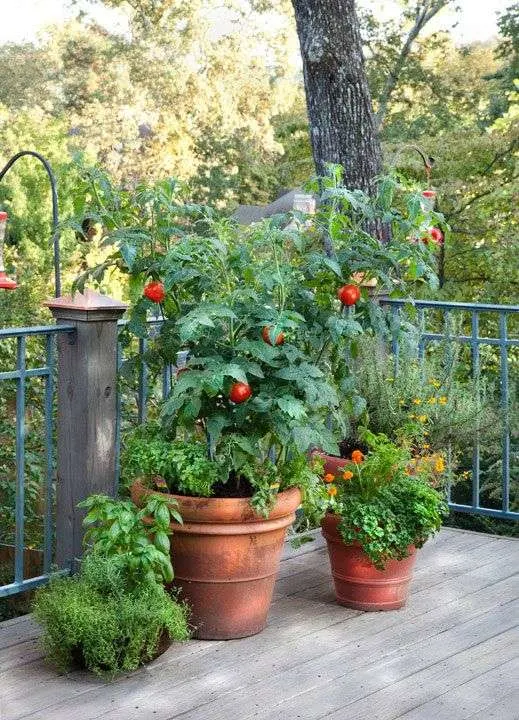 Tomatoes Best Oregano Companion Plants