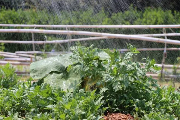 Vegetative growth of a zucchini plant during the growing season Zucchini Growing Stages