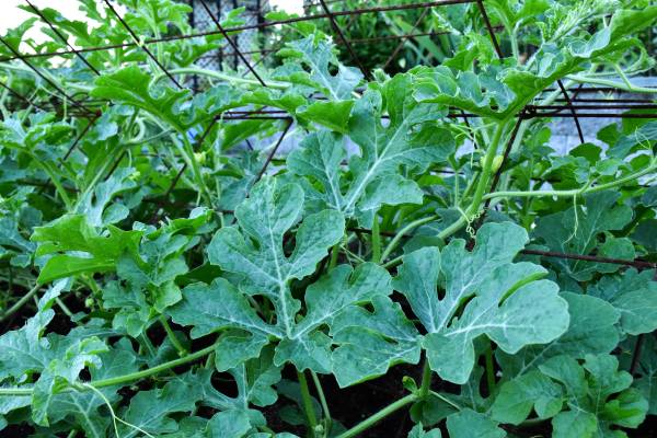 Vine Growth Watermelon Growing Stages