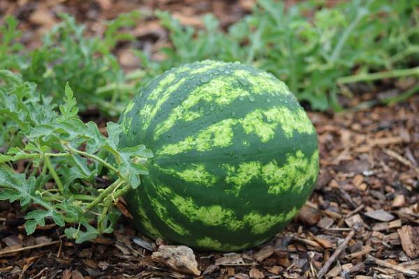Watermelon Growing Stages 1