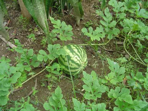 Watermelons Worst Companion Plants for Cantaloupe