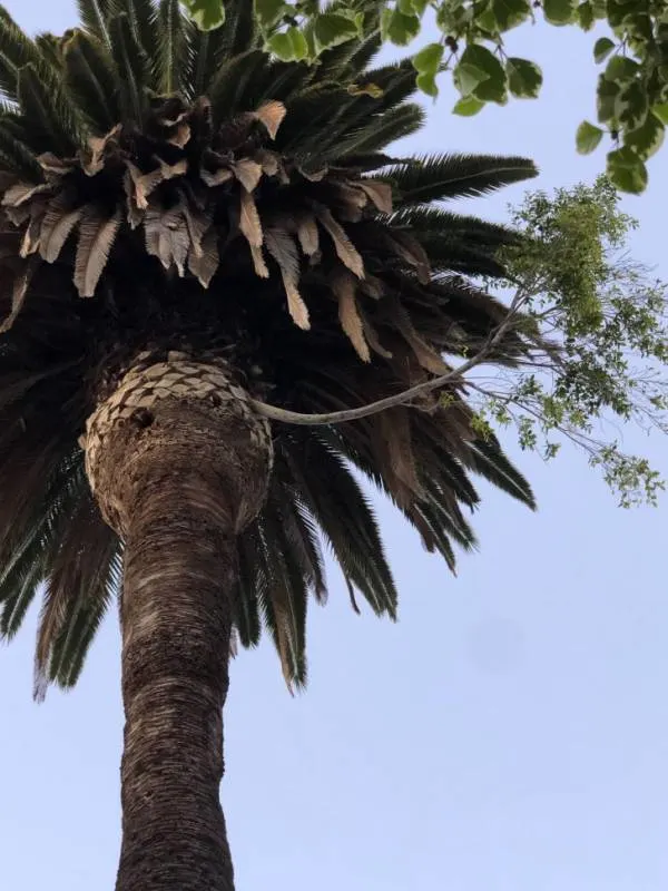 What is Growing Out of My Palm Tree 2
