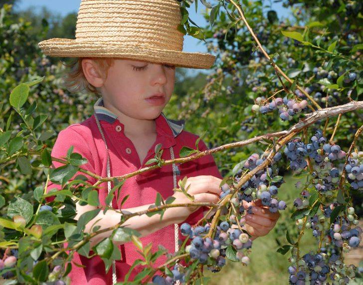 When Are Blueberries Ready for Picking 2