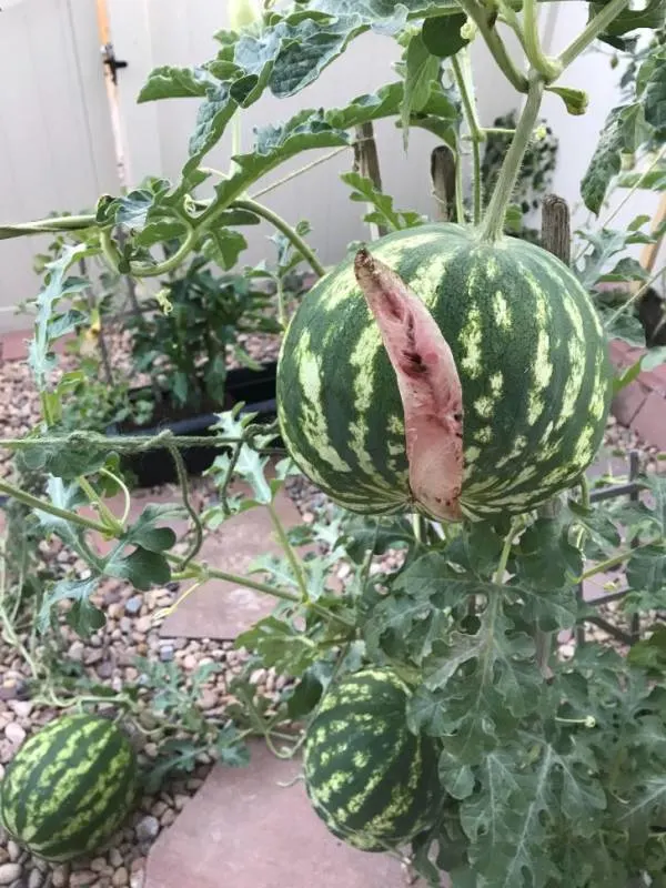 When to pick watermelon sugar baby 2