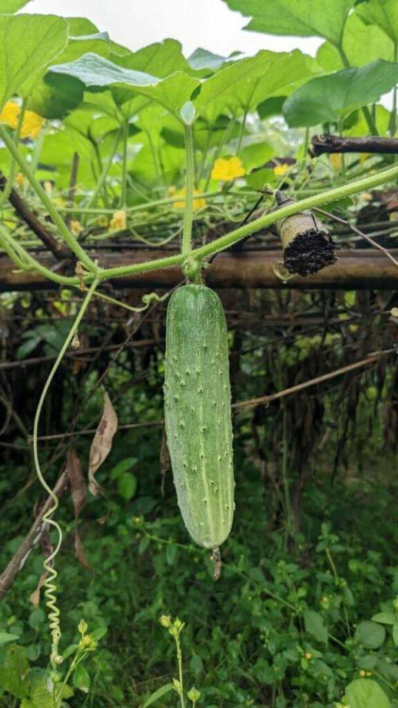 When to plant cucumbers in Florida 1