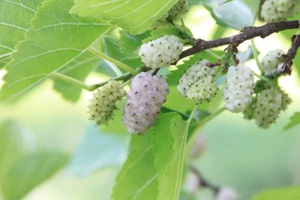 White Mulberry Tree With Heart Shaped Leaves