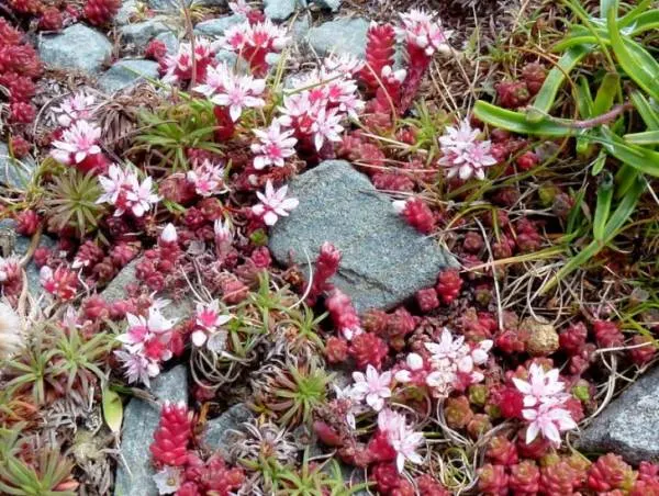 White Stonecrop How Big Do Succulents Get