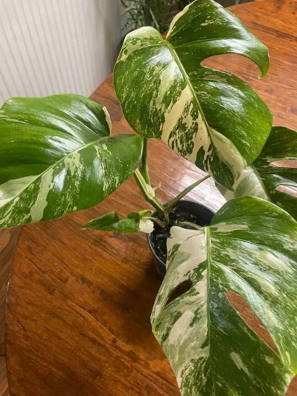 Why Are Monstera Albo So Expensive