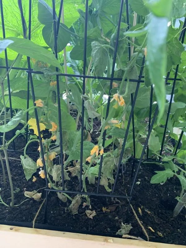 Why Are My Cucumber Plants Dying 2