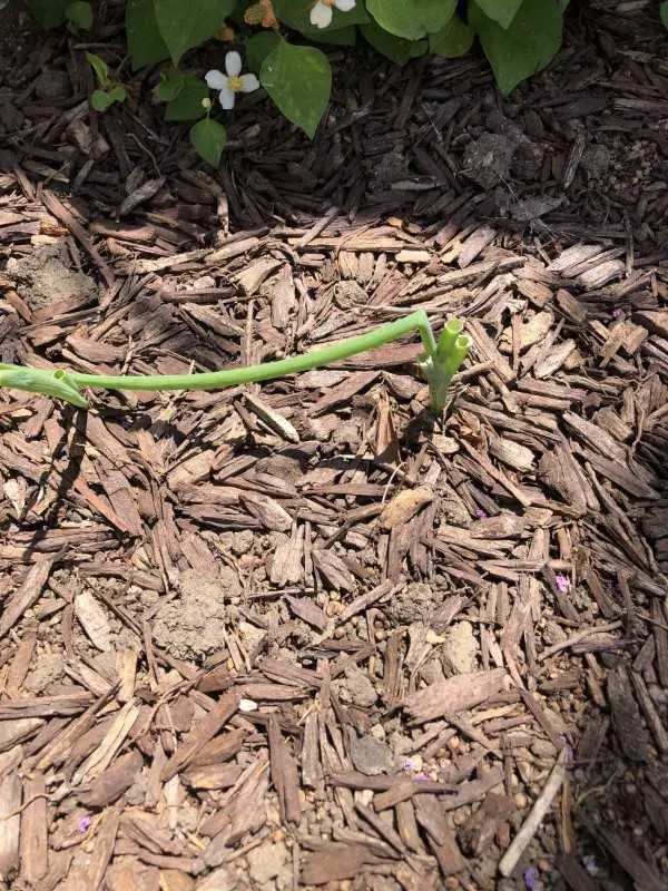 Why Are My Green Onions Falling Over