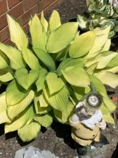 Why Are My Hostas Turning Yellow