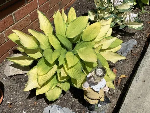 Why Are My Hostas Turning Yellow
