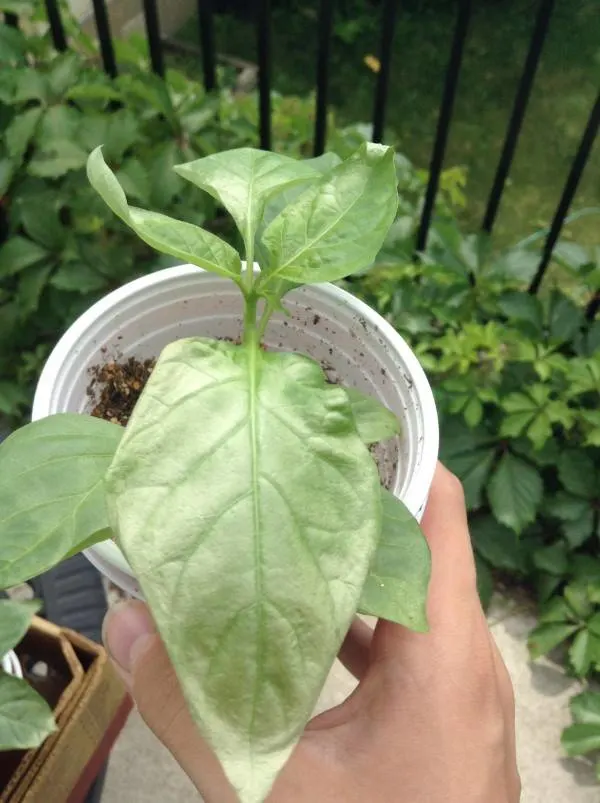 Why Are My Pepper Leaves Turning White 2