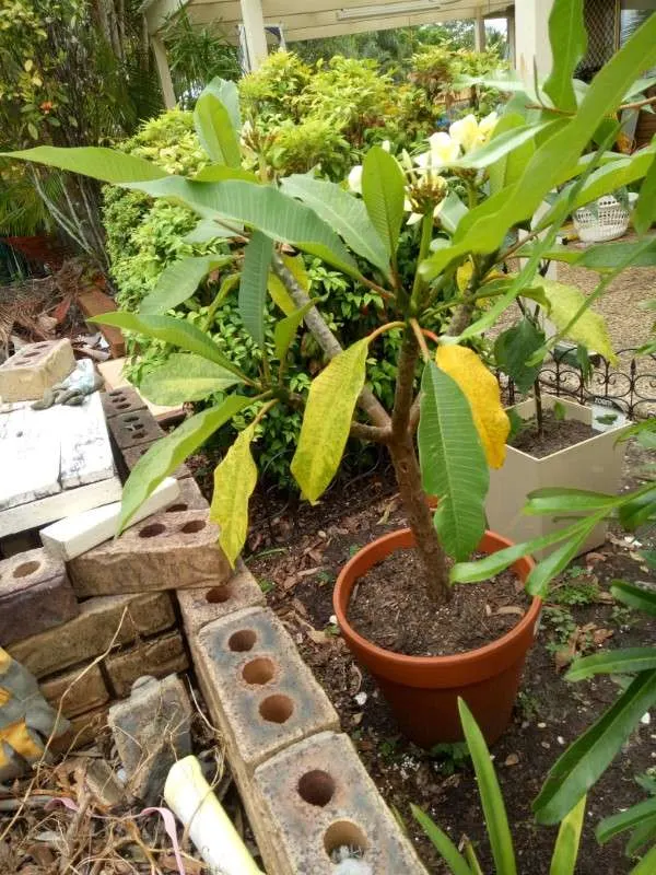 Why Are My Plumeria Leaves Turning Yellow 2