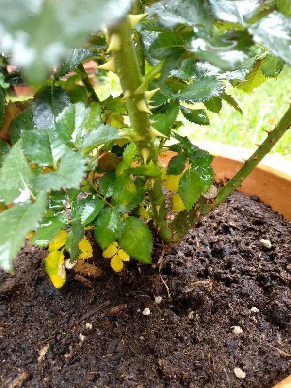 Why Are My Rose Leaves Turning Yellow