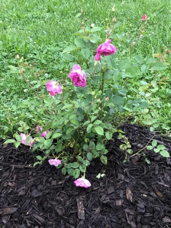 Why Are My Roses Drooping? 4 Reasons To Know!