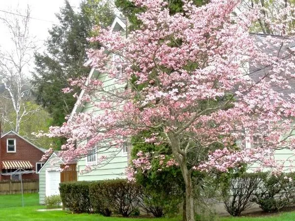 Why Do Dogwood Trees Smell Bad
