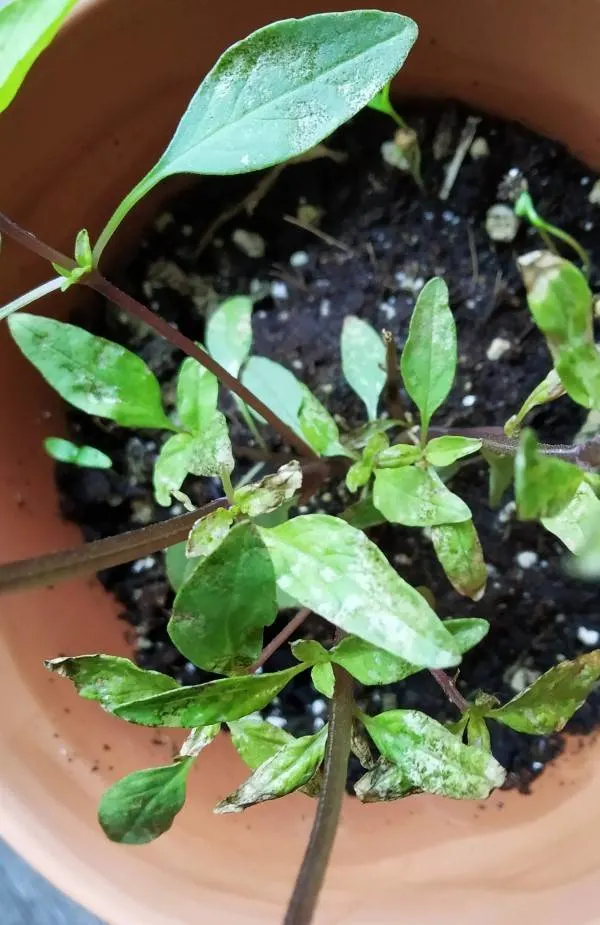 Why Do My Basil Leaves Have White Spots 2
