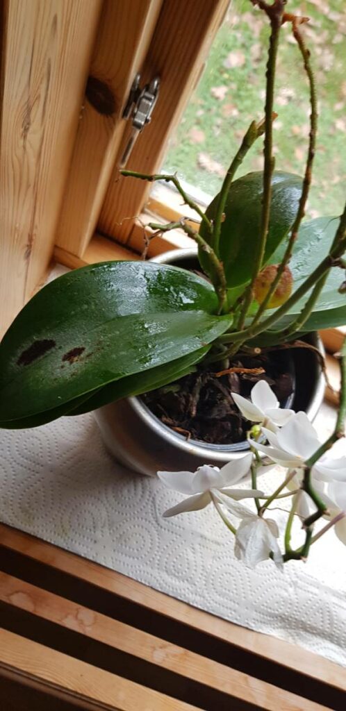 Why Do Orchid Leaves Get Sticky
