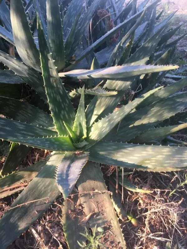 Why Does My Aloe Vera Plant Have White Spots 1