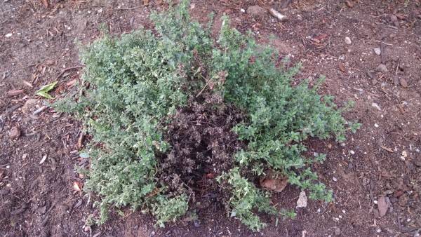 Why Does My Thyme Keep Dying 2